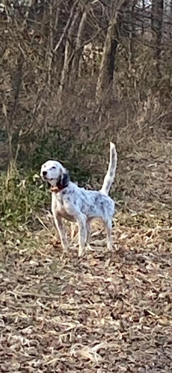 English Setter
