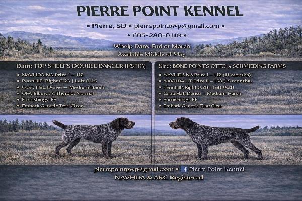 German Wirehaired Pointer