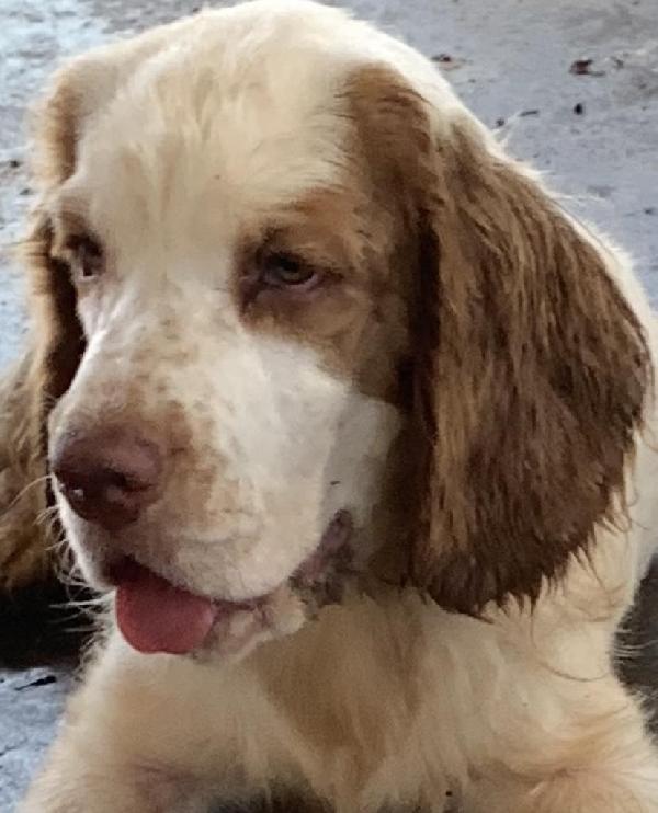 Clumber Spaniel