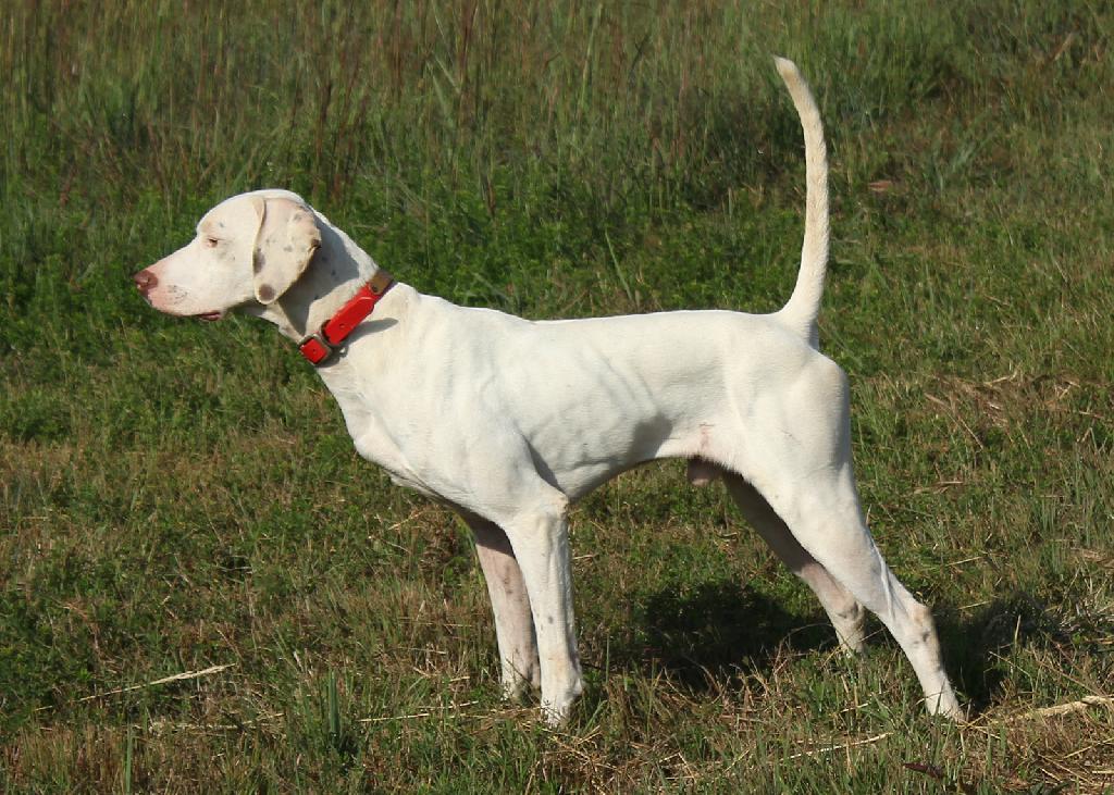 WELL STARTED ENGLISH POINTER NATCH BLOODLINE