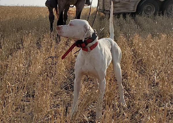 English Pointer - Finished Dogs