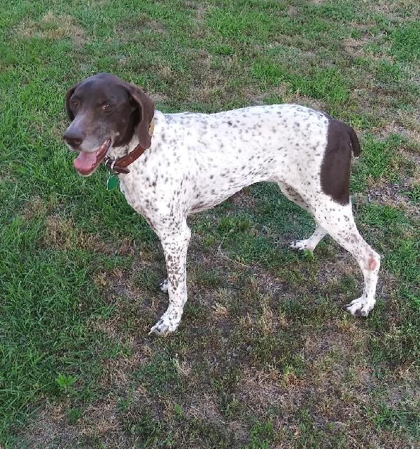German Shorthaired Pointer