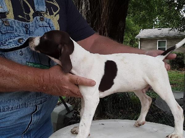 ENGLISH POINTER PUPPIES FOR SALE