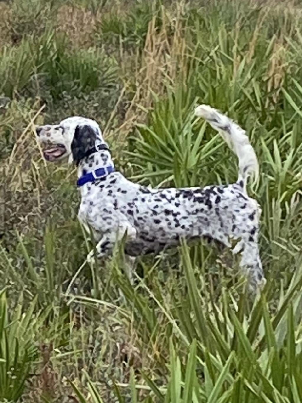 broke-english-setter