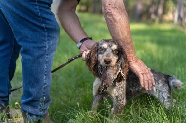 AKC/ UKC FIELD BRED ENGLISH COCKER SPANIEL