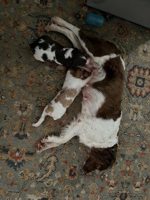 American Brittany