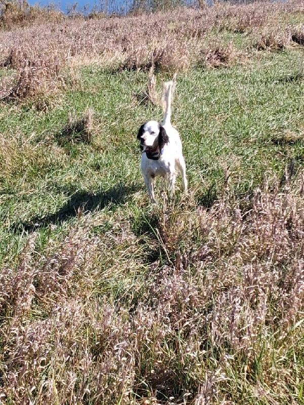 6 YEAR OLD FEMALE English Setter