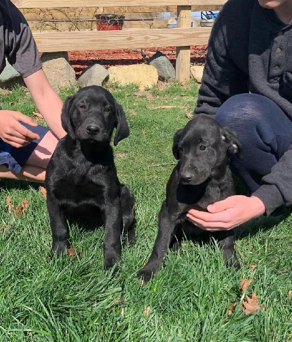 AKC BLACK LABRADOR PUPS FEMALES