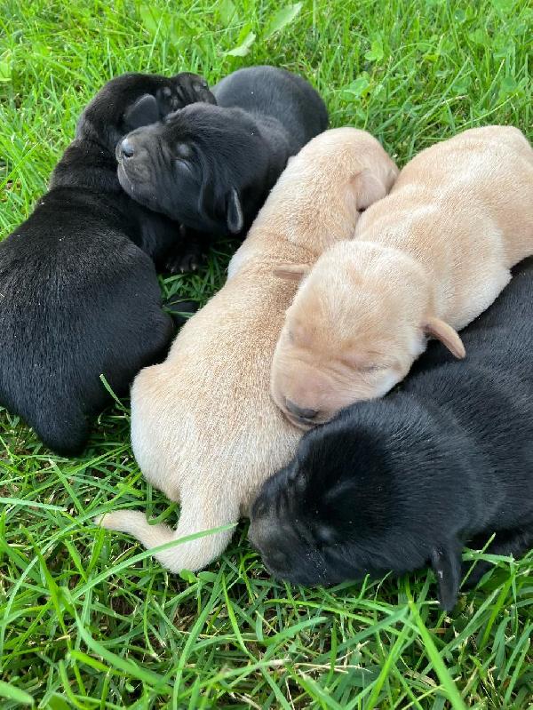 Labrador Retriever