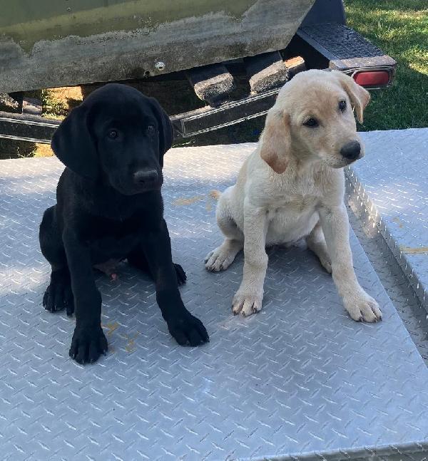 Labrador Retriever