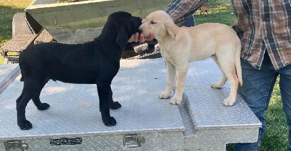 PUPS STANDING2.jpg