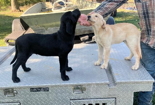 PUPS STANDING1.jpg
