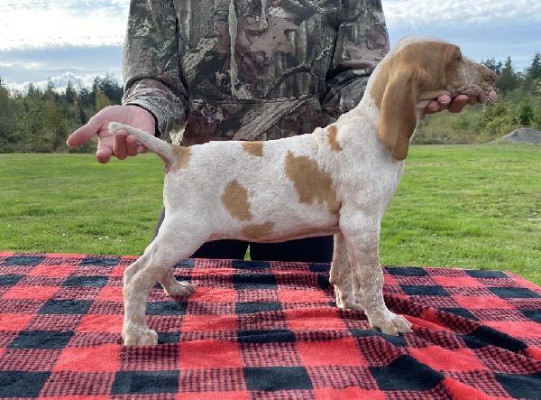 Pedigree bracco store italiano puppies sale