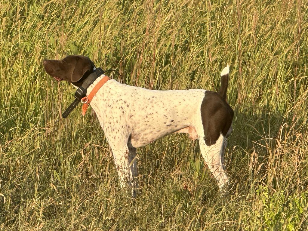 JUMPIN JACK FLASH German Shorthaired Pointer