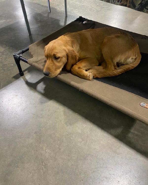 FIELD LINE GOLDEN RETRIEVER