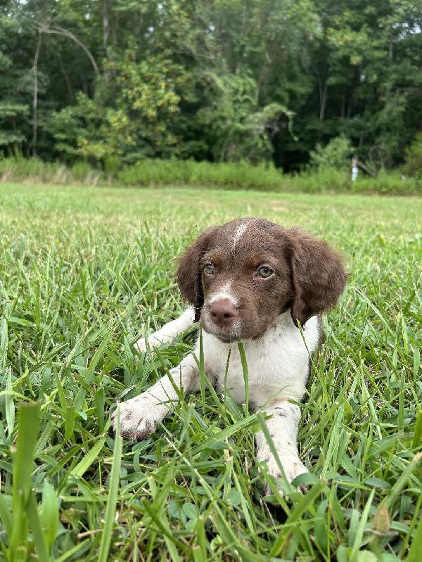 American Brittany