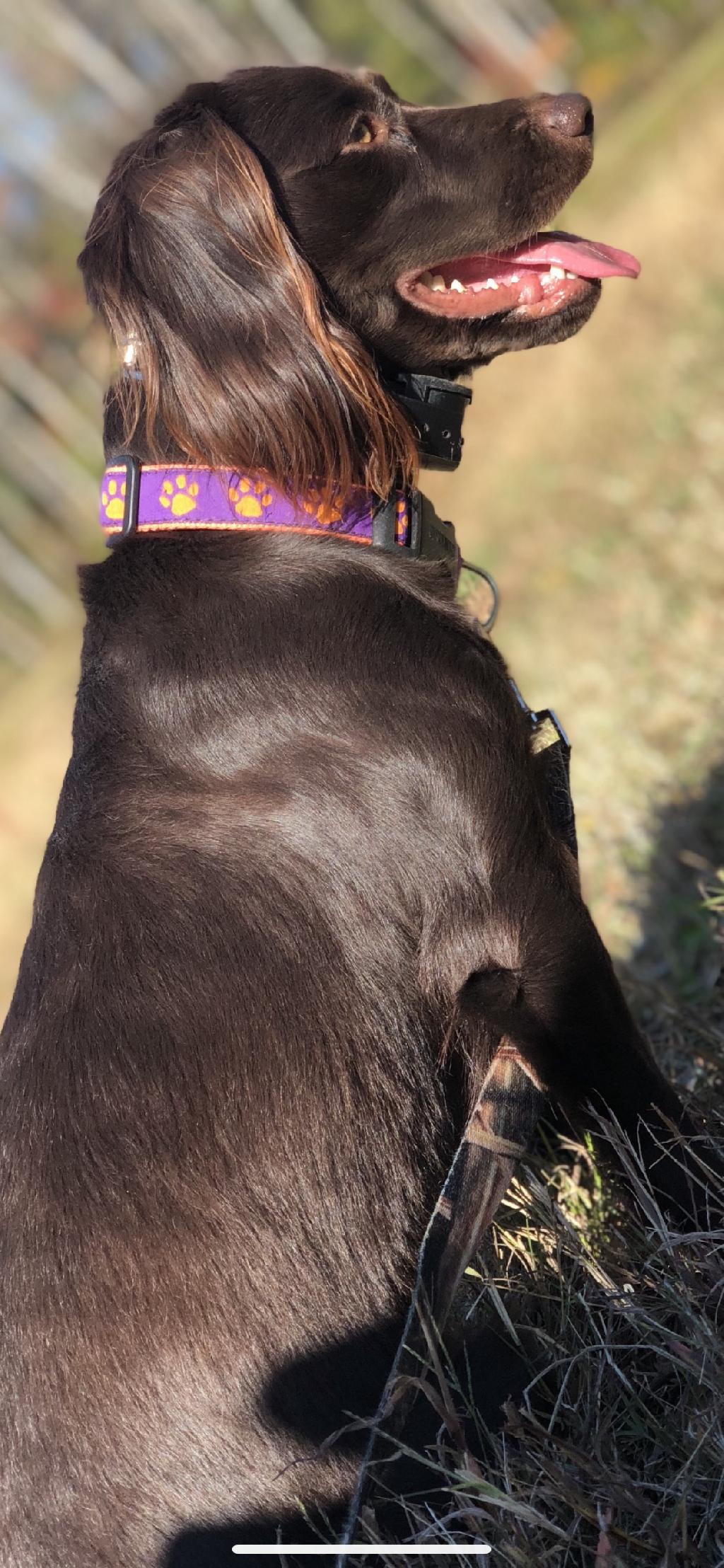 BOYKIN SPANIEL PUPPIES FOR SALE