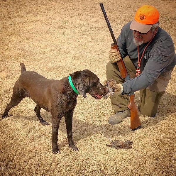 German Shorthaired Pointer