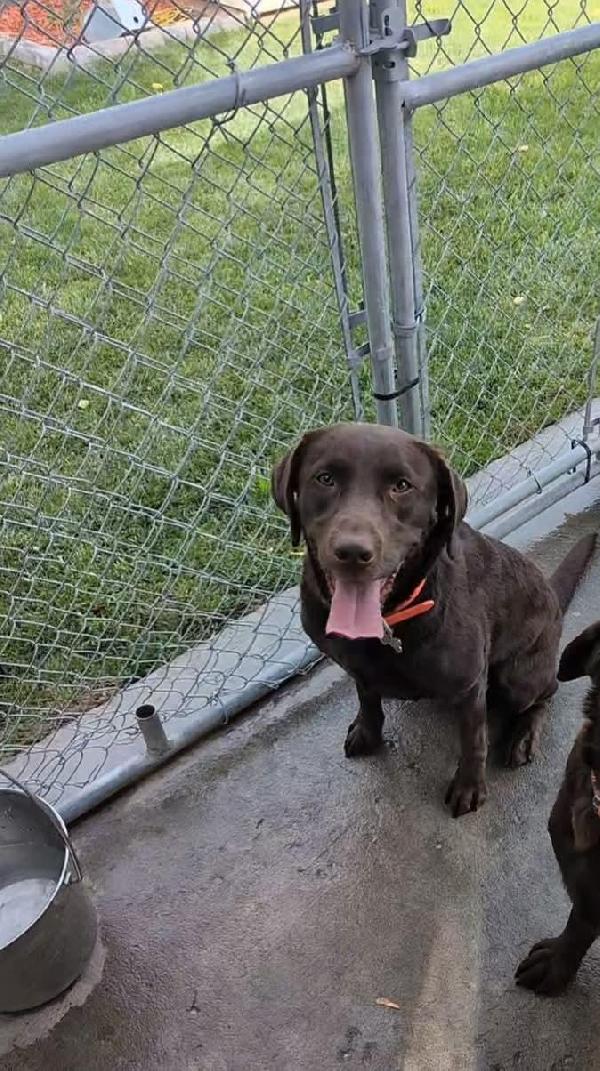 STARTED ALMOST 3 CHOCOLATE FEMALE Labrador Retriever