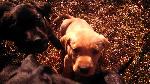 LAB PUPS. PROVEN CHAMPION BLOODLINES.