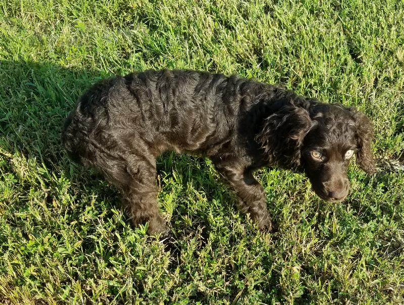 BOYKIN PUPS FOR SALE