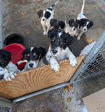 PUPS FOR SALE
