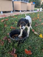 pup 1.jpg