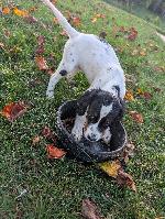 pup 2.jpg