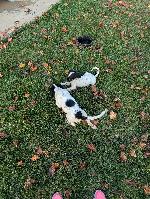 pup 4.jpg