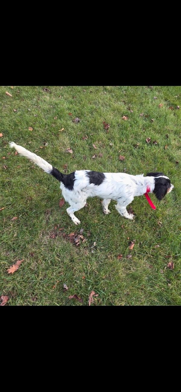 PUPS FOR SALE English Setter