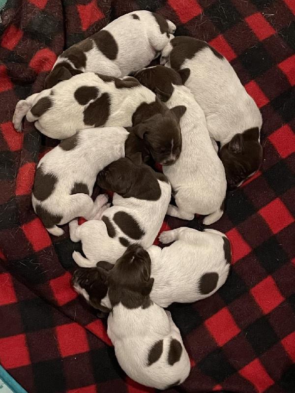 AKC GERMAN SHORTHAIR POINTER PUPPIES German Shorthaired Pointer