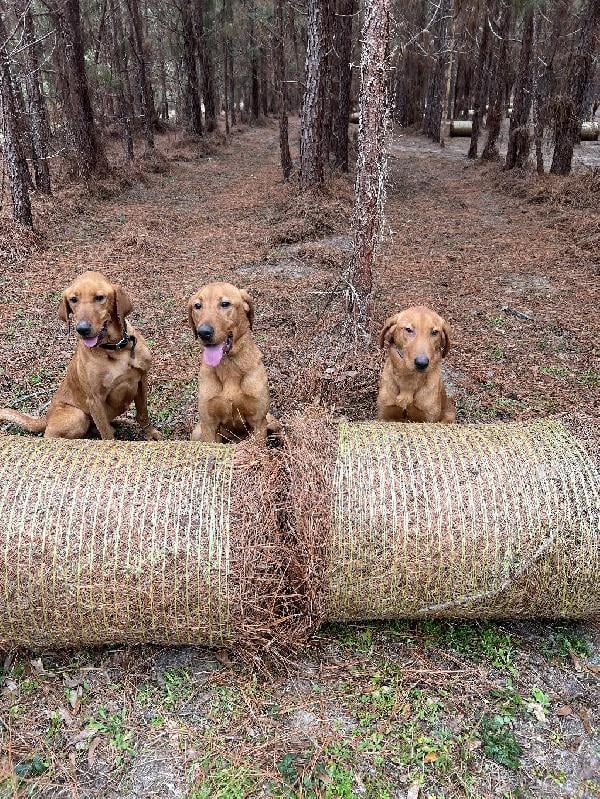 STARTED & SEASONED DOGS FOR SALE Labrador Retriever