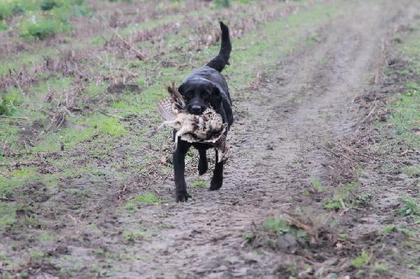 STARTED & SEASONED DOGS FOR SALE Labrador Retriever
