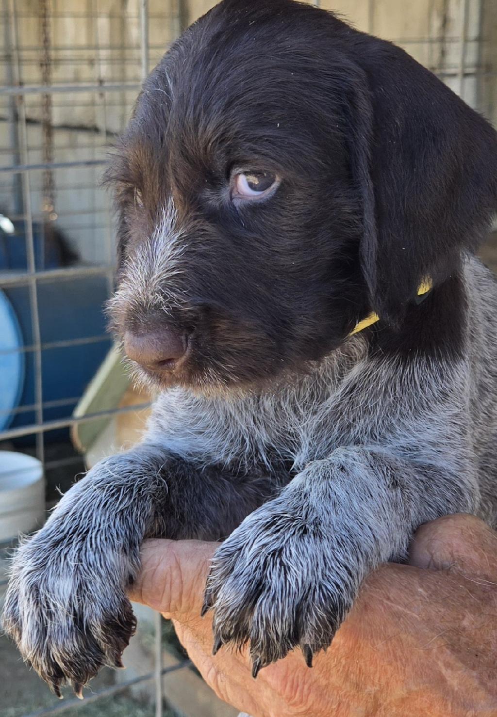 GERMAN WIREHAIRED POINTER PUPPIES