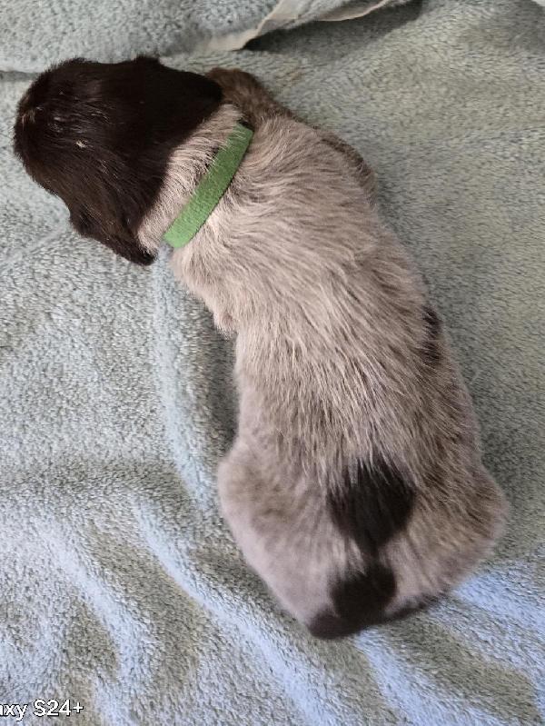 German Wirehaired Pointer