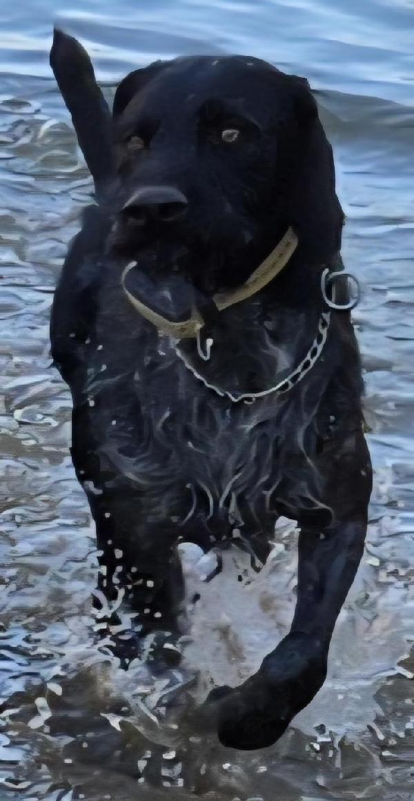 German Wirehaired Pointer