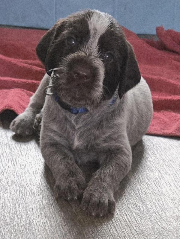 German Wirehaired Pointer