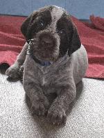 GERMAN WIREHAIRED POINTER PUPPIES