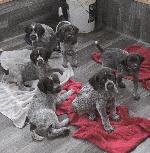 61/2 WEEK PUPPIES, I HAVE 2 FEMALES 1 MALE