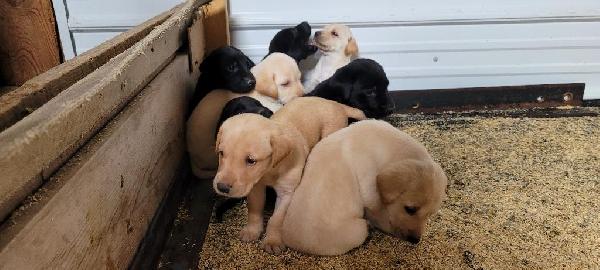 Labrador Retriever