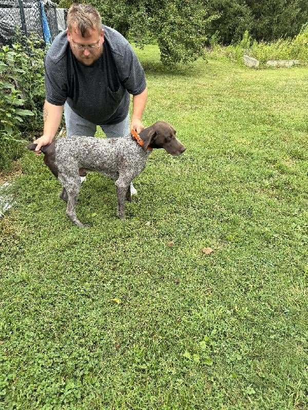 German Shorthaired Pointer