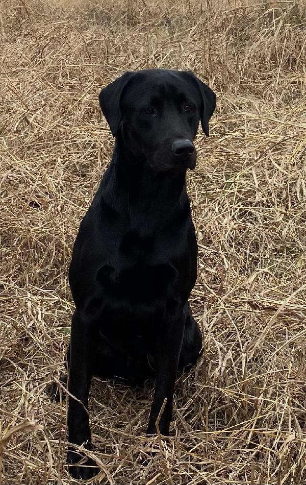 Labrador Retriever