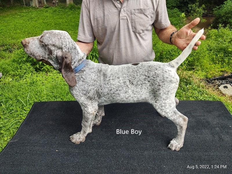 how much do burgos pointer puppies cost