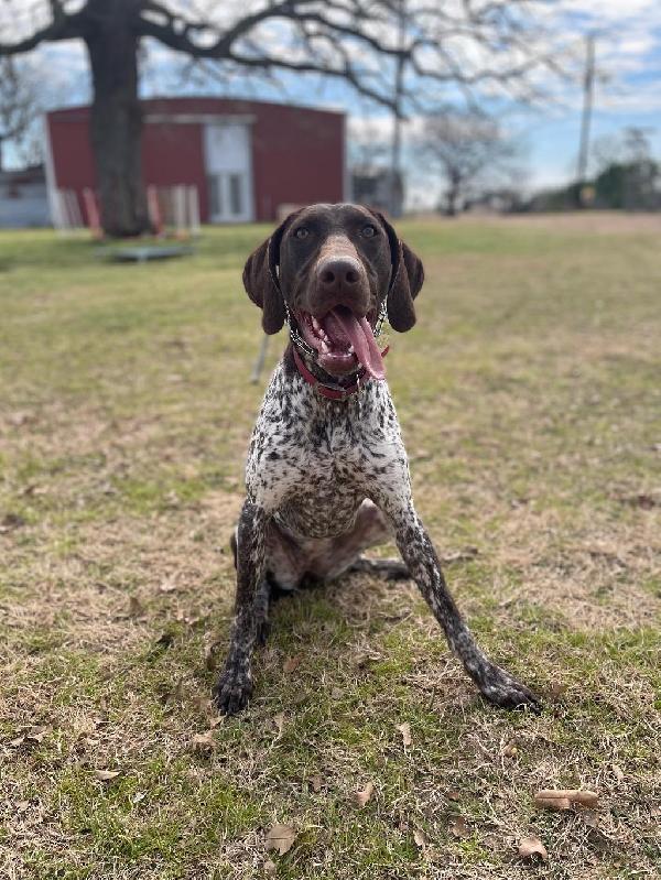 2 YEAR OLD GSP FEMALE LIVER/ROAN