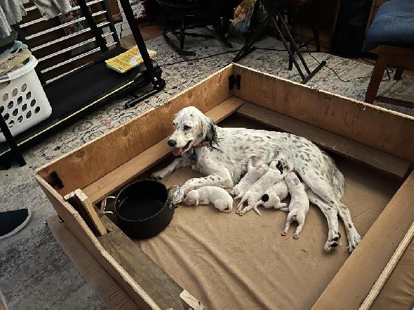 English Setter