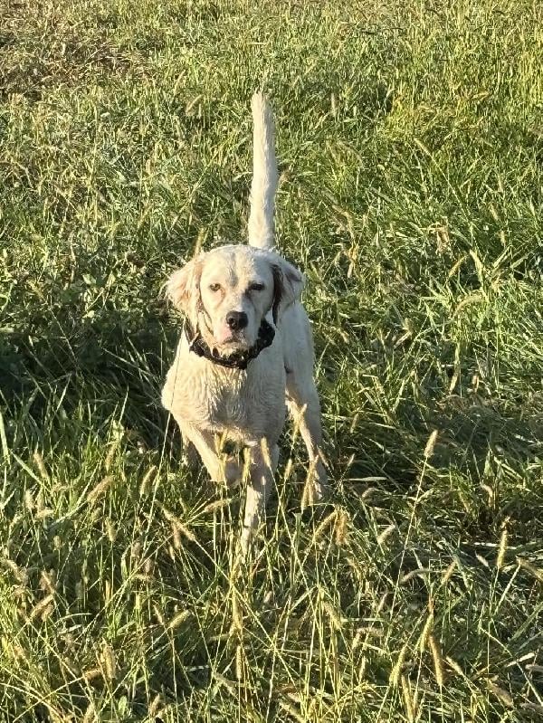 English Setter