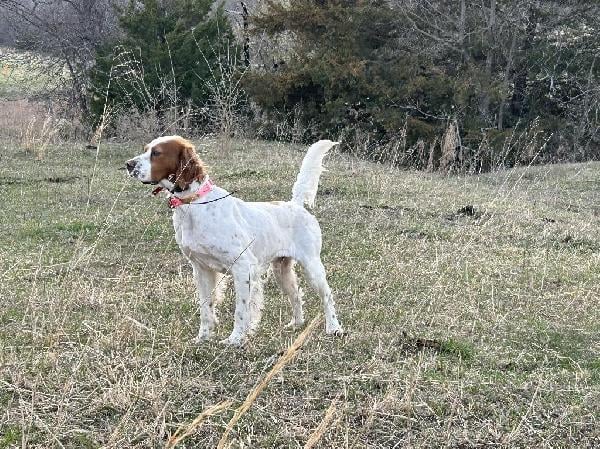 English Setter