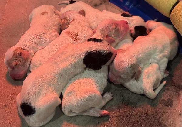 HONDO AND DAISY PUPPIES HAVE ARRIVED