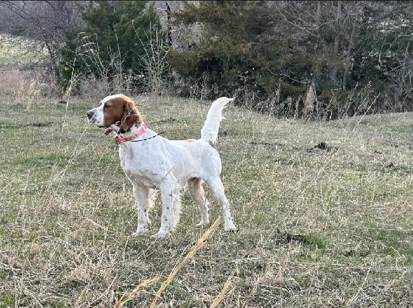 English Setter