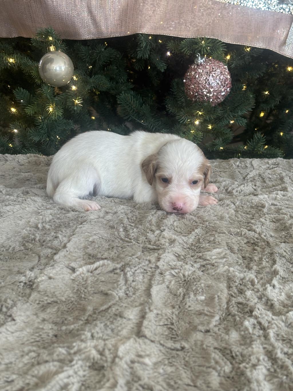 MALE SETTER PUPPY English Setter